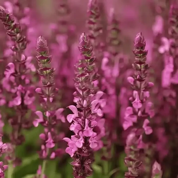 Salvia nemorosa 'Sensation Compact Bright Rose' - Ligeti zsálya