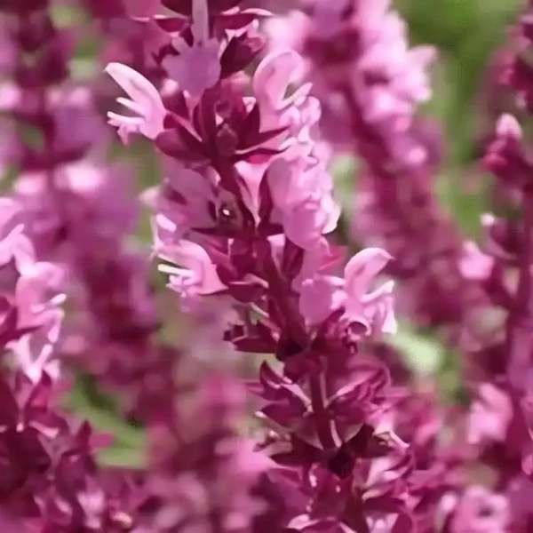 Salvia nemorosa 'Sensation Compact Bright Rose' - Ligeti zsálya