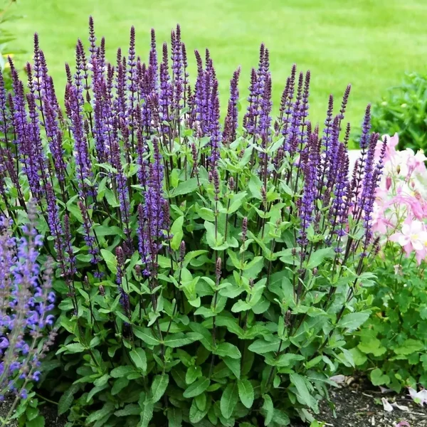 Salvia nemorosa 'Violet Queen' – Ligeti zsálya