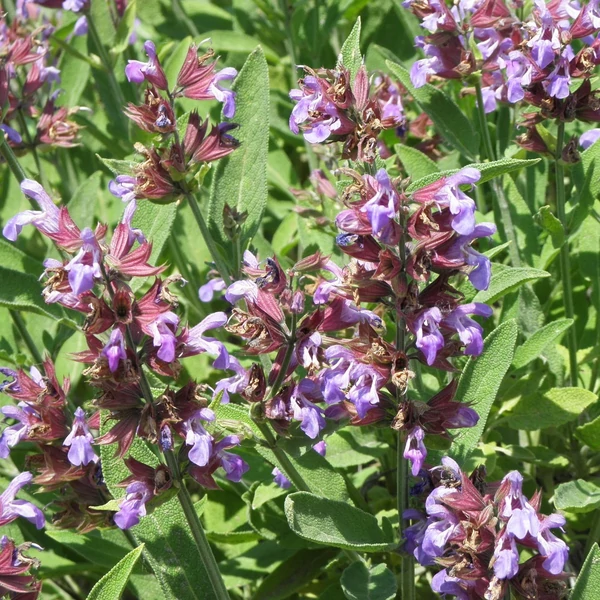 Salvia officinalis - Orvosi zsálya