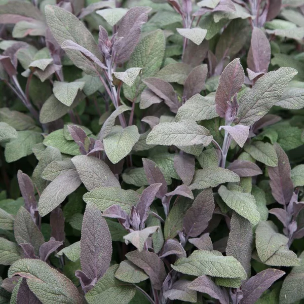 Salvia officinalis 'Purpurascens' - Orvosi zsálya
