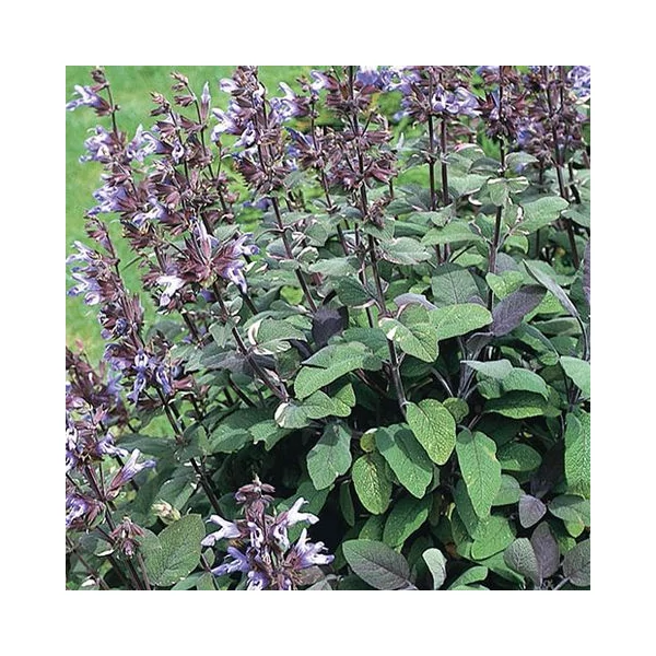 Salvia officinalis 'Purpurascens' - Orvosi zsálya