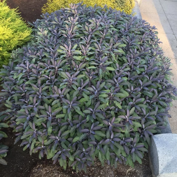Salvia officinalis 'Purpurascens' - Orvosi zsálya