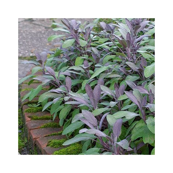Salvia officinalis 'Purpurascens' - Orvosi zsálya