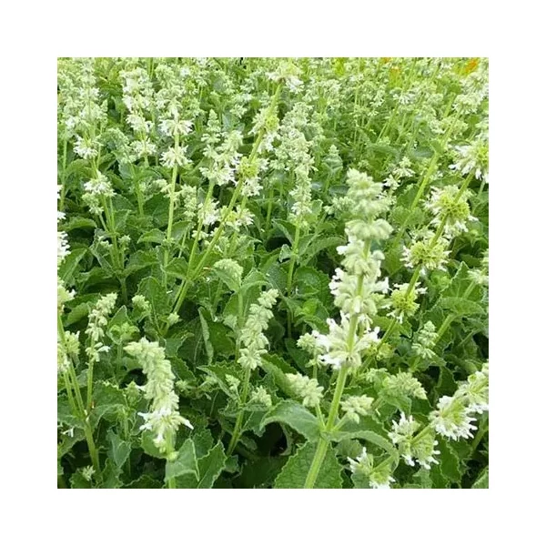 Salvia verticillata 'Alba' – Lózsálya