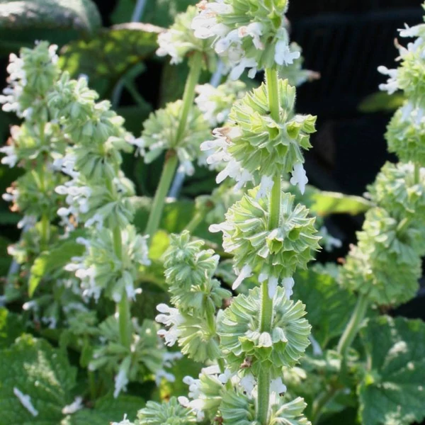 Salvia verticillata 'Alba' – Lózsálya