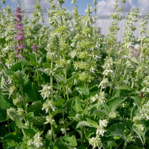 Salvia verticillata 'Alba' – Lózsálya