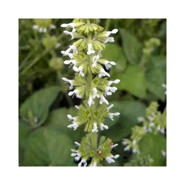 Salvia verticillata 'Alba' – Lózsálya