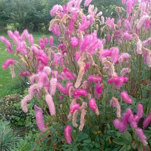 Sanguisorba 'Pink Brushes' – Vérfű