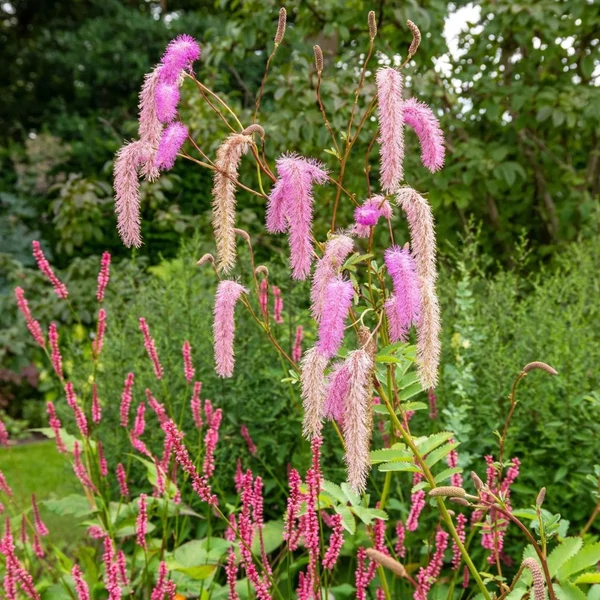 Sanguisorba 'Pink Brushes' – Vérfű
