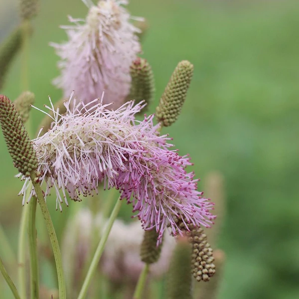 Sanguisorba 'Pink Brushes' – Vérfű