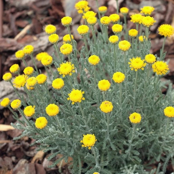 Santolina chamaecyparissus - Hamvas cipruska