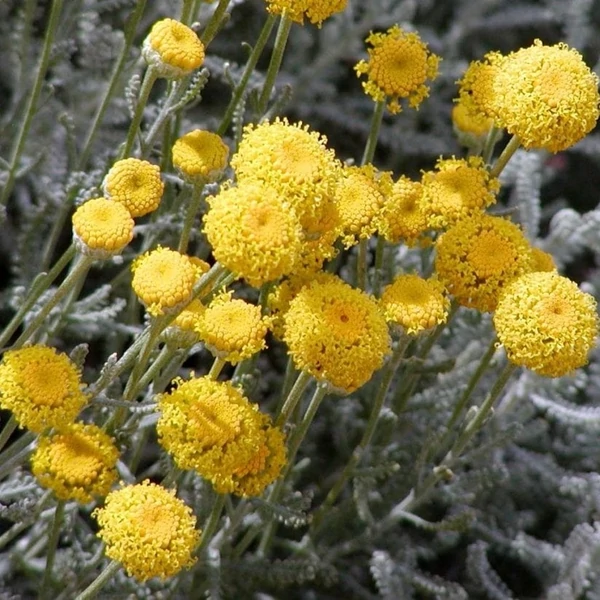 Santolina chamaecyparissus - Hamvas cipruska