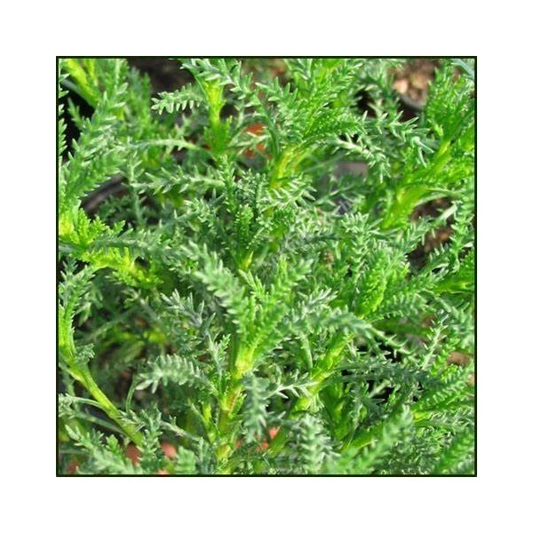 Santolina viridis (syn. S. rosmarinifolia) – Zöld cipruska