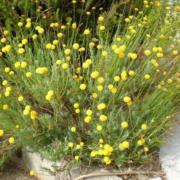 Santolina viridis (syn. S. rosmarinifolia) – Zöld cipruska