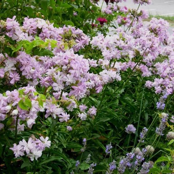 Saponaria officinalis 'Rosea Plena' – Orvosi szappanfű