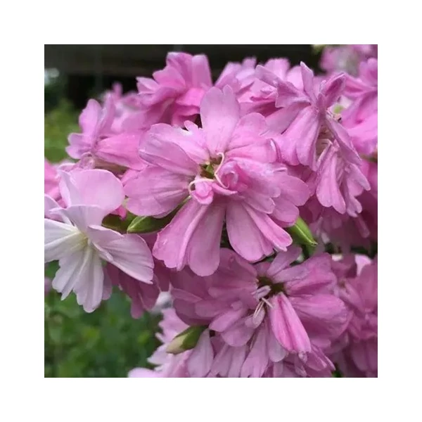 Saponaria officinalis 'Rosea Plena' – Orvosi szappanfű