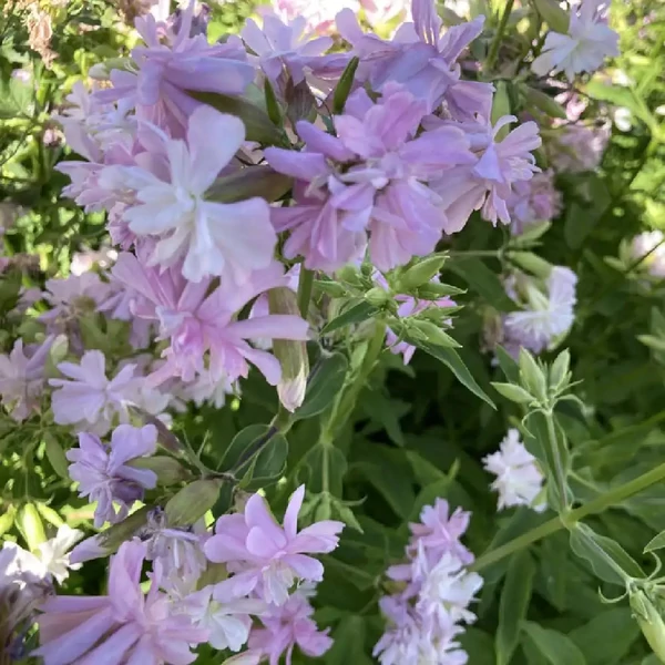 Saponaria officinalis 'Rosea Plena' – Orvosi szappanfű