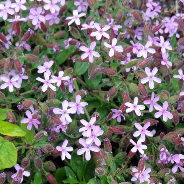 Saponaria ocymoides – Gyepes szappanfű