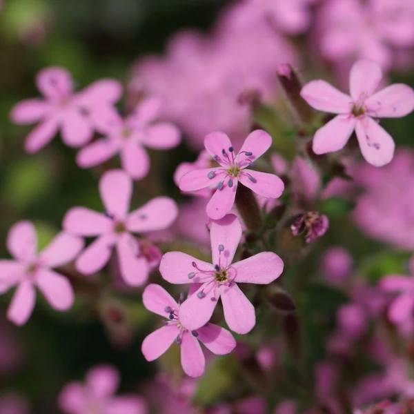 Saponaria ocymoides – Gyepes szappanfű