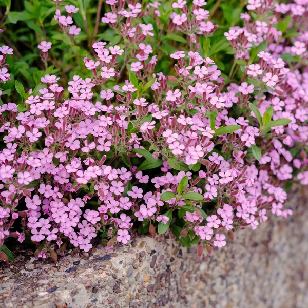 Saponaria ocymoides – Gyepes szappanfű