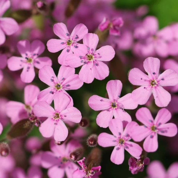 Saponaria ocymoides – Gyepes szappanfű