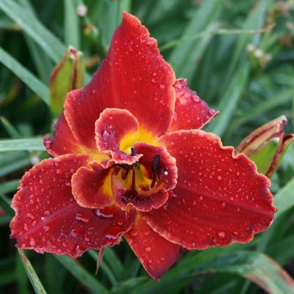 Hemerocallis 'Highland Lord' – Sásliliom