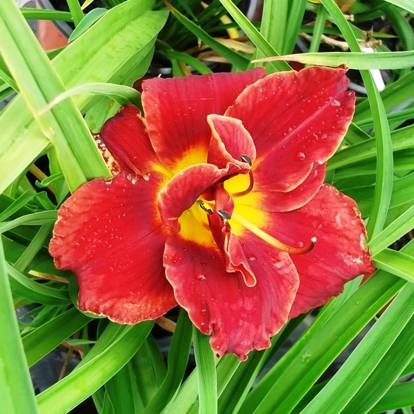 Hemerocallis 'Highland Lord' – Sásliliom
