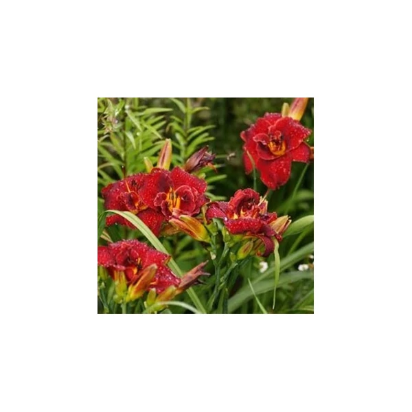 Hemerocallis 'Highland Lord' – Sásliliom