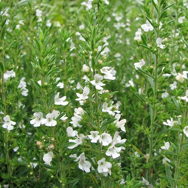 Satureja montana - Borsikafű