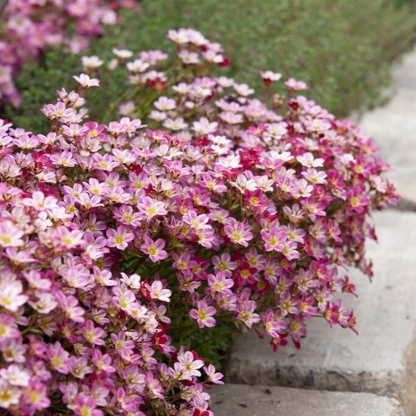 Saxifraga x arendsii 'Marto Picotee Red' – Mohalevelű kőtörőfű