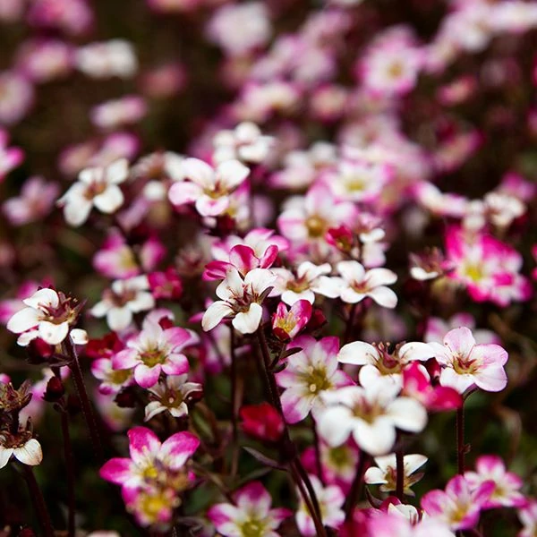 Saxifraga x arendsii 'Marto Picotee Red' – Mohalevelű kőtörőfű