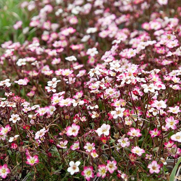 Saxifraga x arendsii 'Marto Picotee Red' – Mohalevelű kőtörőfű
