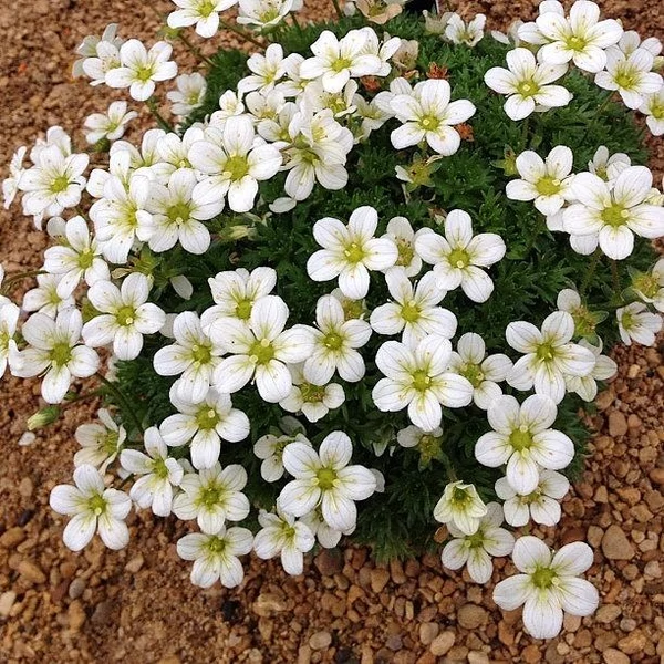 Saxifraga x arendsii 'Pixie White' - Kőtörőfű