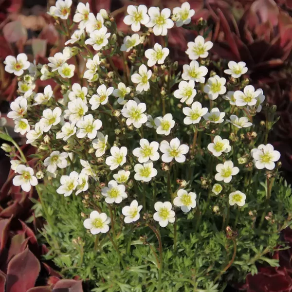 Saxifraga x arendsii 'Pixie White' - Kőtörőfű