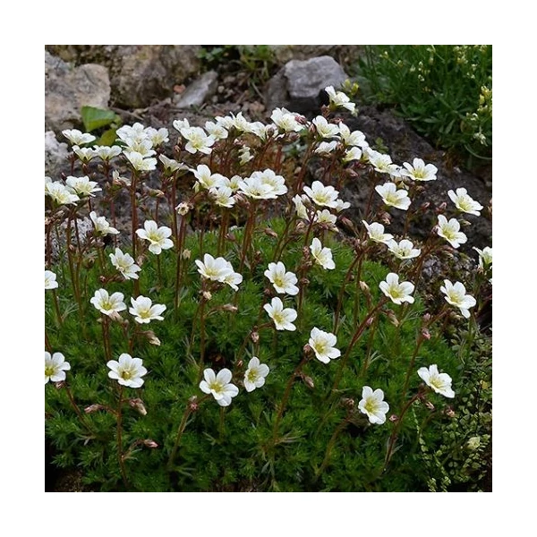 Saxifraga x arendsii 'Pixie White' - Kőtörőfű