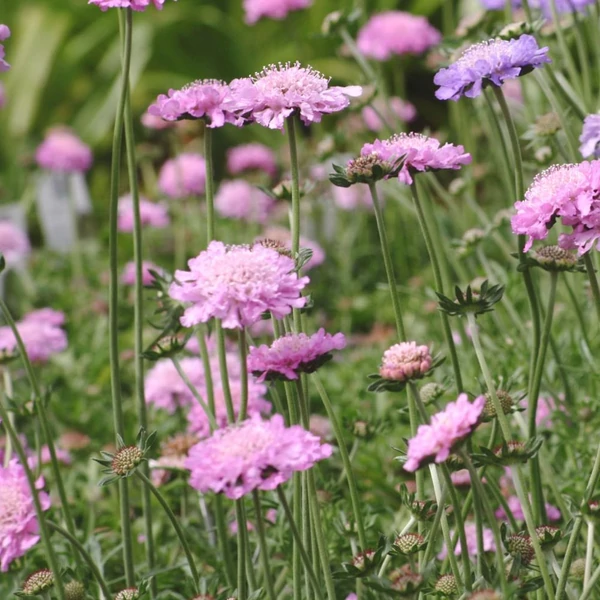 Scabiosa columbaria 'Pink Mist' – Galambszínű ördögszem