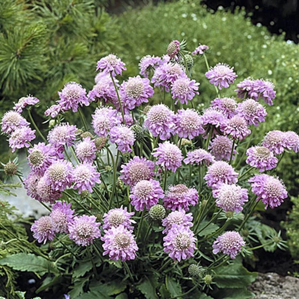 Scabiosa columbaria 'Pink Mist' – Galambszínű ördögszem