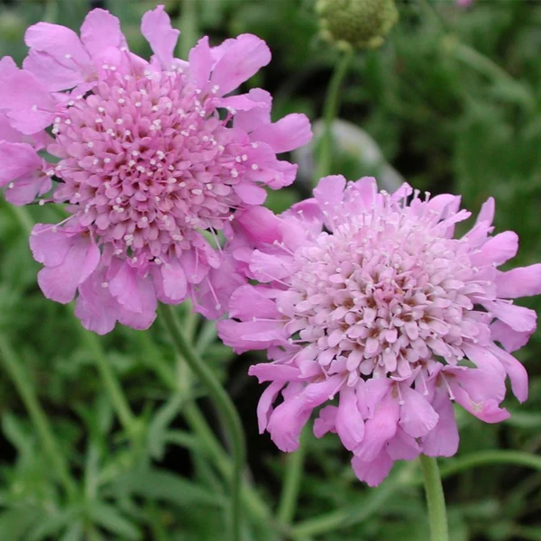 Scabiosa columbaria 'Pink Mist' – Galambszínű ördögszem
