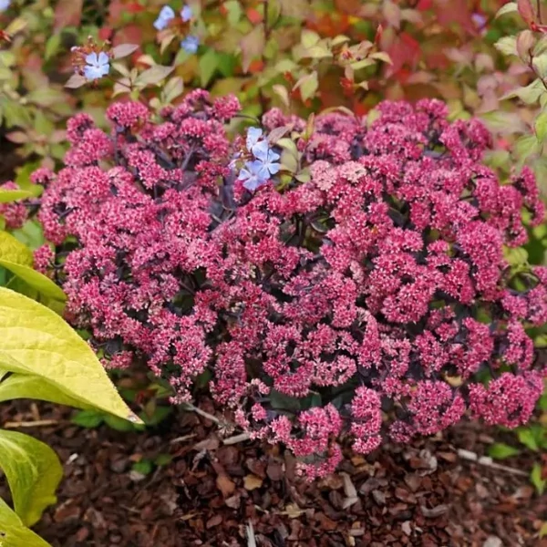Sedum telephium 'Seduction Rosé Solirée' – Kárpáti (hegyi) varjúháj
