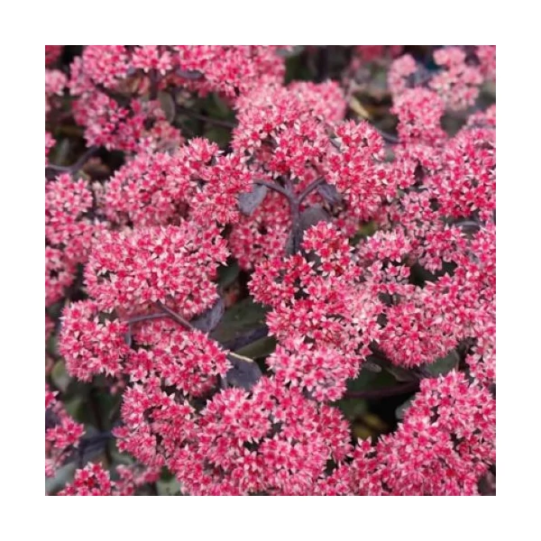 Sedum telephium 'Seduction Rosé Solirée' – Kárpáti (hegyi) varjúháj