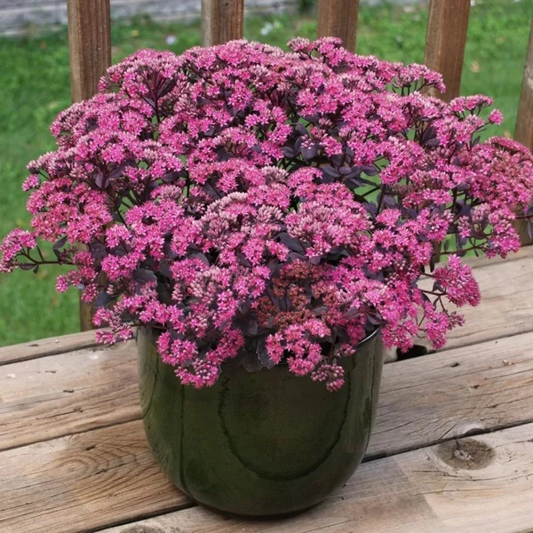 Sedum telephium 'Seduction Rosé Solirée' – Kárpáti (hegyi) varjúháj