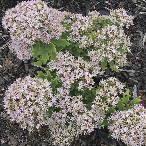 Sedum 'Thundercloud' – Varjúháj