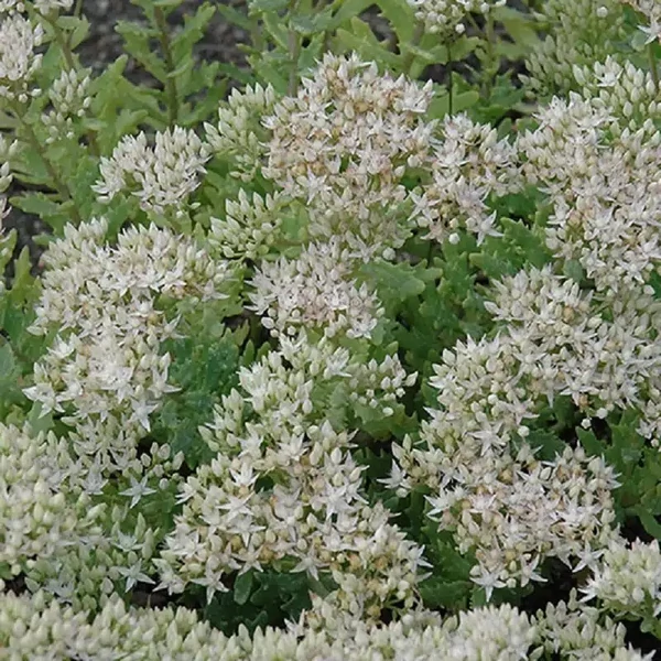 Sedum 'Thundercloud' – Varjúháj