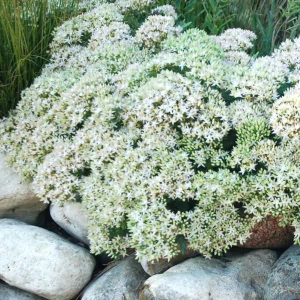 Sedum 'Thundercloud' – Varjúháj