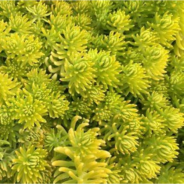 Sedum acre 'Aureum' - Sárga virágú varjúháj