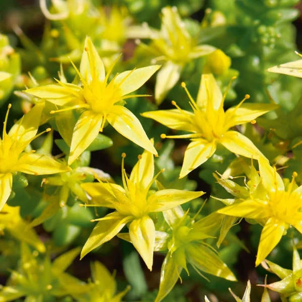 Sedum acre 'Aureum' - Sárga virágú varjúháj