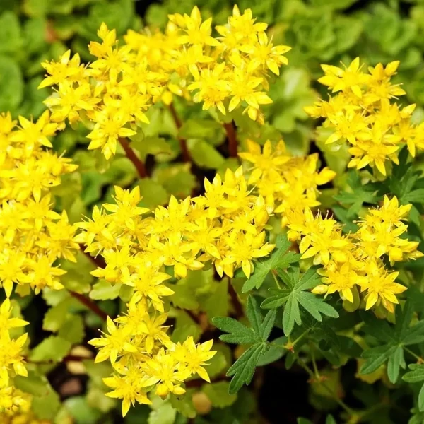 Sedum acre 'Aureum' - Sárga virágú varjúháj