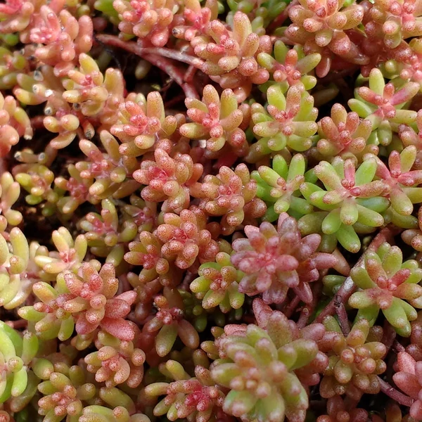 Sedum album 'Coral Carpet' - Fehér varjúháj