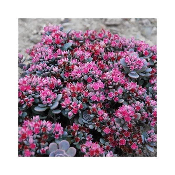 Sedum cauticola – Japán varjúháj